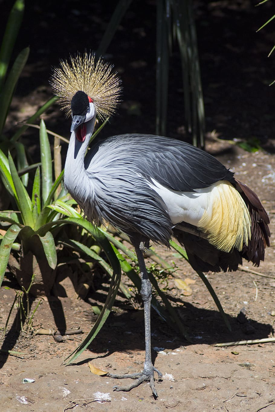 ave, captivity, animals, bird, vertebrate, animal themes, animal wildlife HD wallpaper