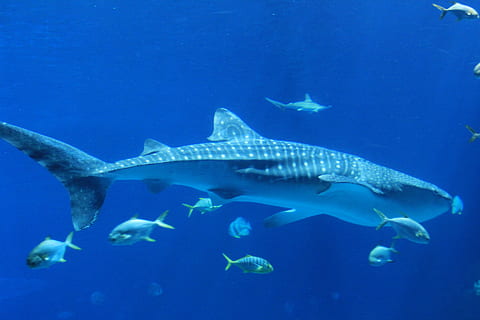 black and grey whale sharks, marine, blue, underwater, sea HD wallpaper