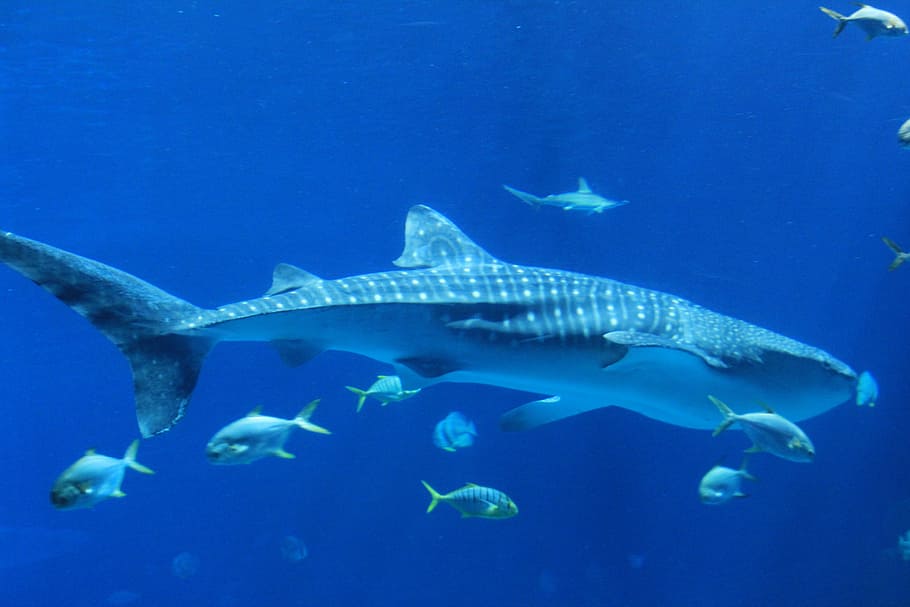 black and grey whale sharks, marine, blue, underwater, sea, animal, HD wallpaper