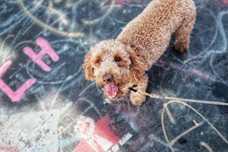 short-coated brown dog with leash, adult brown standard poodle with gray leash on focus photo HD wallpaper