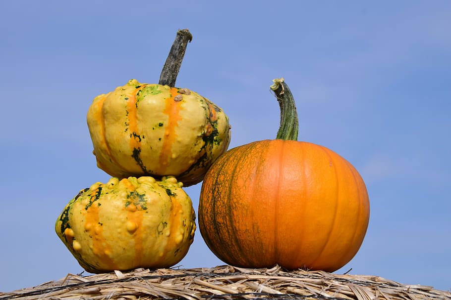 pumpkin, sky, autumn, red, yellow, gourd, straw, rural, agriculture HD wallpaper