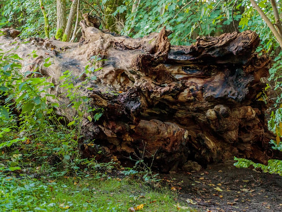 fallen tree, natural, tree stump, wood, plant, trunk, tree trunk HD wallpaper