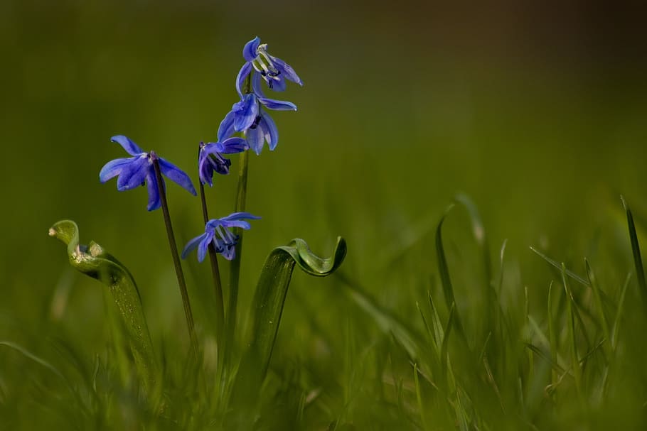 blue petaled flowers, lenz, spring, blossom, bloom, plant, summer HD wallpaper