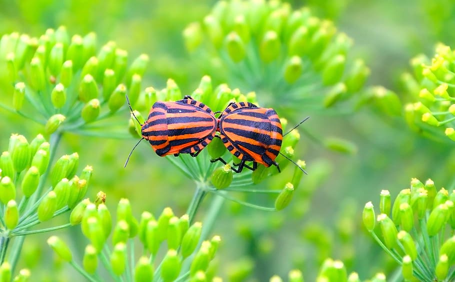 nature, flora, leaf, insect, closeup, animal themes, animal wildlife HD wallpaper