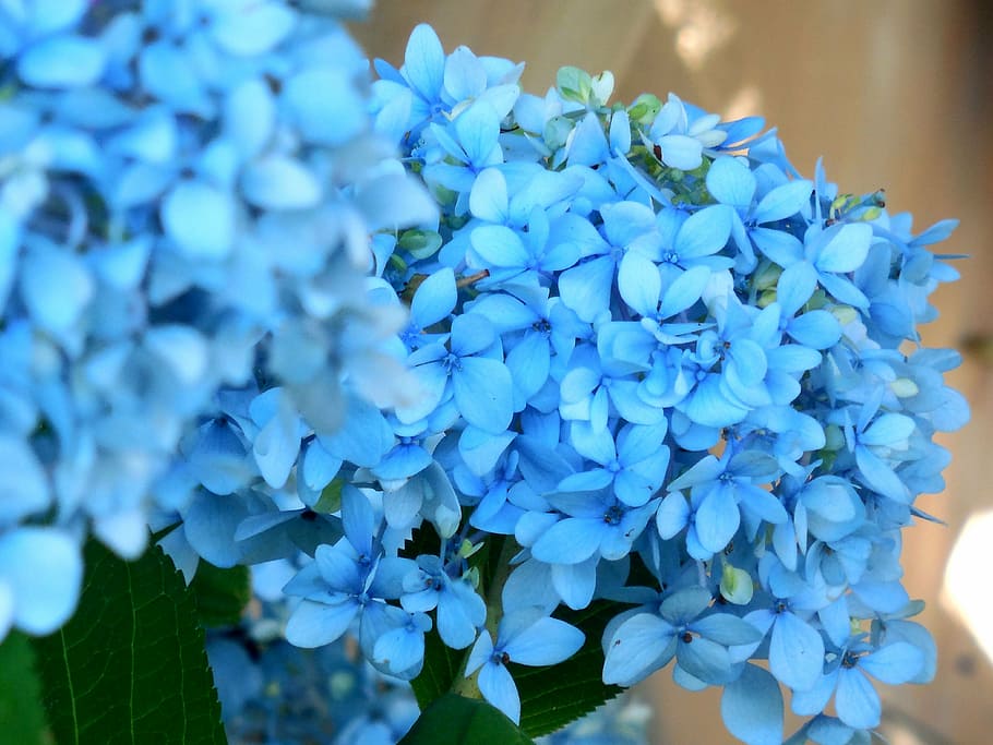 blue petaled flower, hydrangea, blossom, floral, summer, plant HD wallpaper