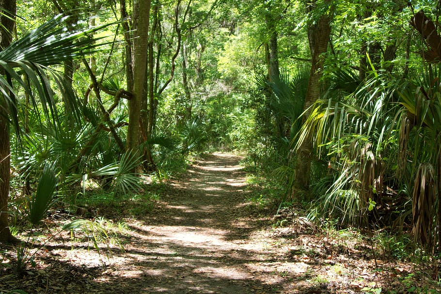 footpath between tall trees in woods, florida, forest, nature HD wallpaper