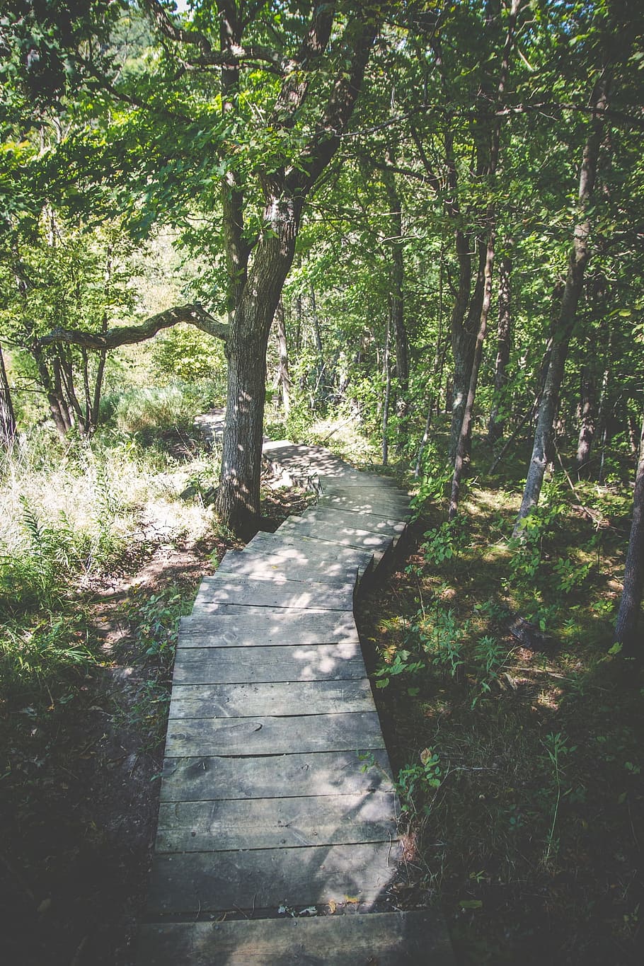 Wood, Path, Trail, Trees, Leaves, Forest, woods, nature, hiking HD wallpaper
