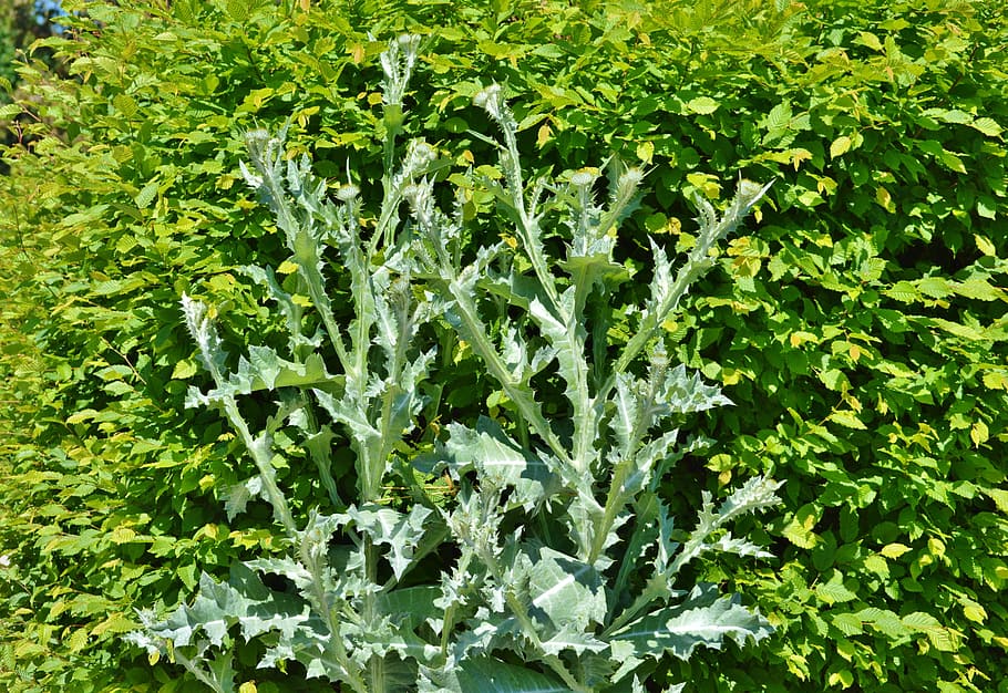 Silver Thistle, prickly, large silver thistle, spiny, plant HD wallpaper