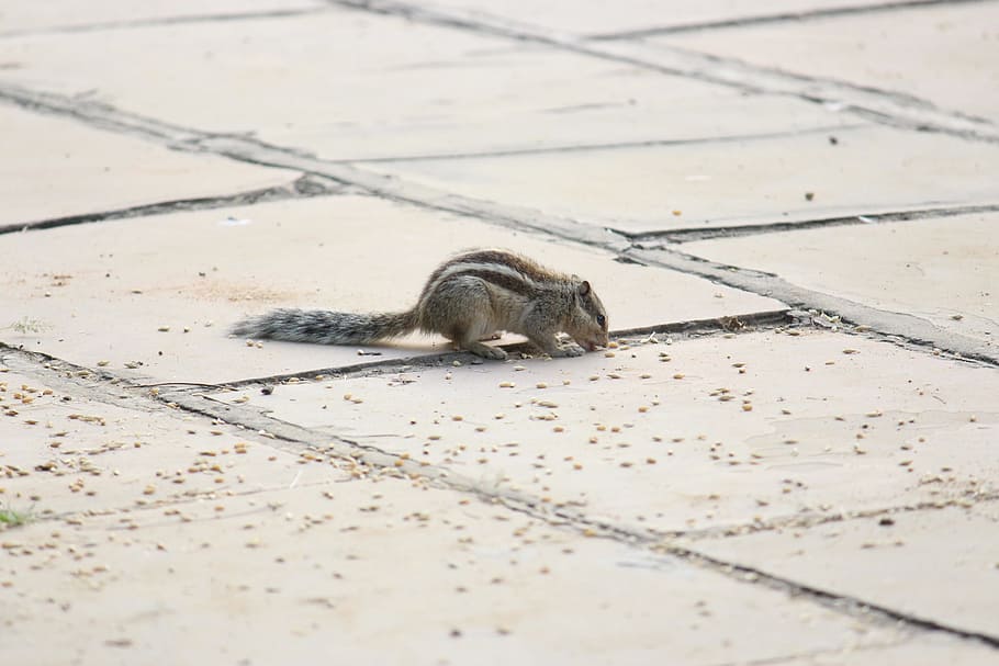 squirrel, eating, wildlife, animal, animal themes, one animal HD wallpaper