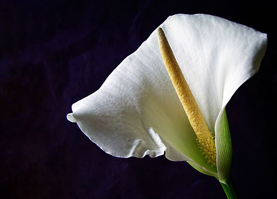 flower, spike, white, bloom, botany, stem, petal, nature, close-up HD wallpaper