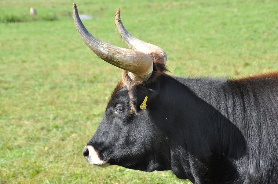 aurochs, animal, horns, cattle, beef, animal themes, mammal