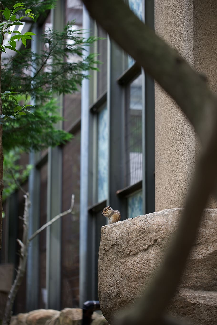 squirrel, zoo, animal, architecture, built structure, building exterior HD wallpaper