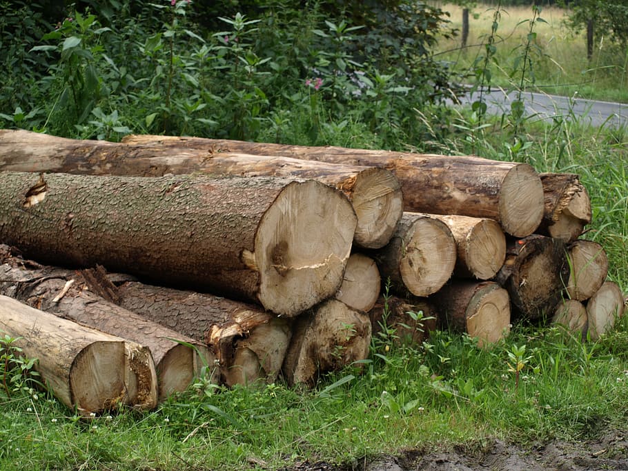 tree trunks, forestry work, sawed off, stacked, wood trunks HD wallpaper