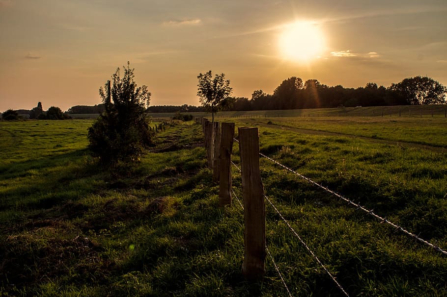grass field with grey wire fence, meadow, sun, back light, nature HD wallpaper