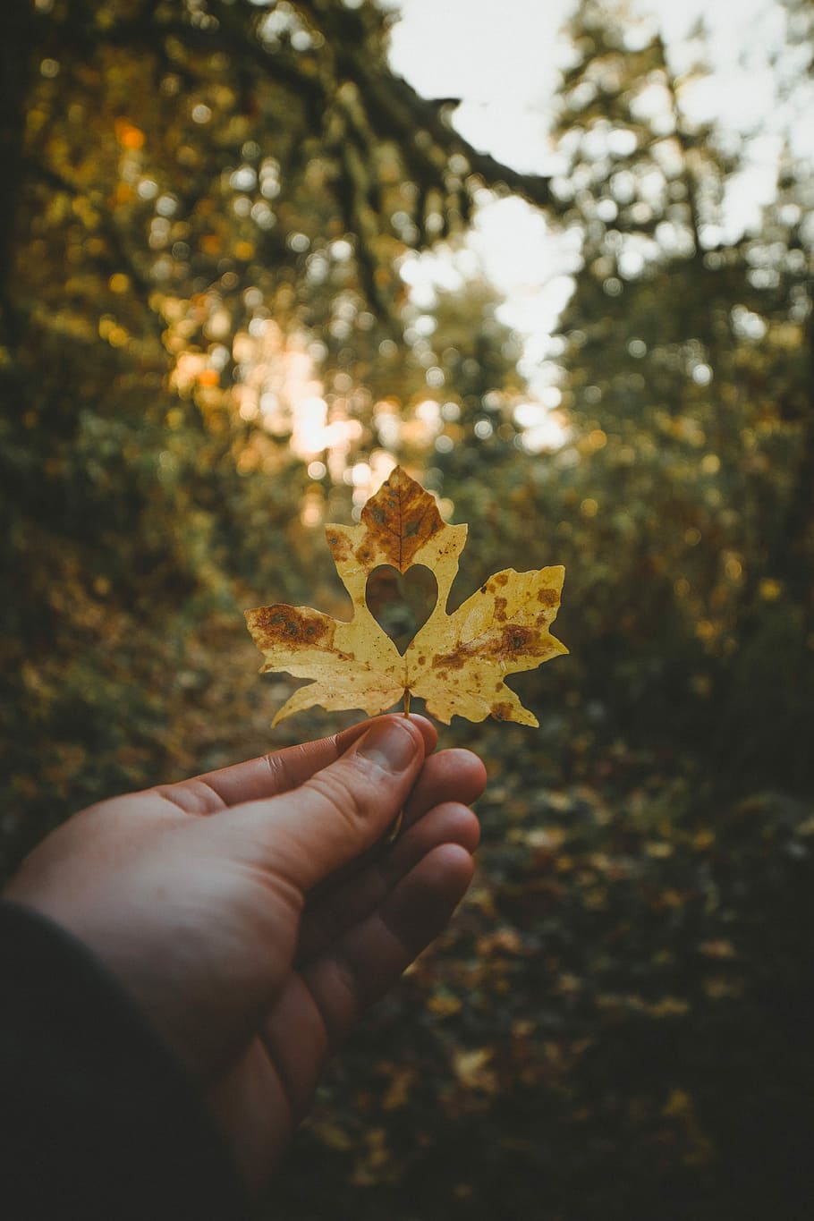person holding dried leaf with heart hole, person holding maple leaf with heart hole during golden hour HD wallpaper