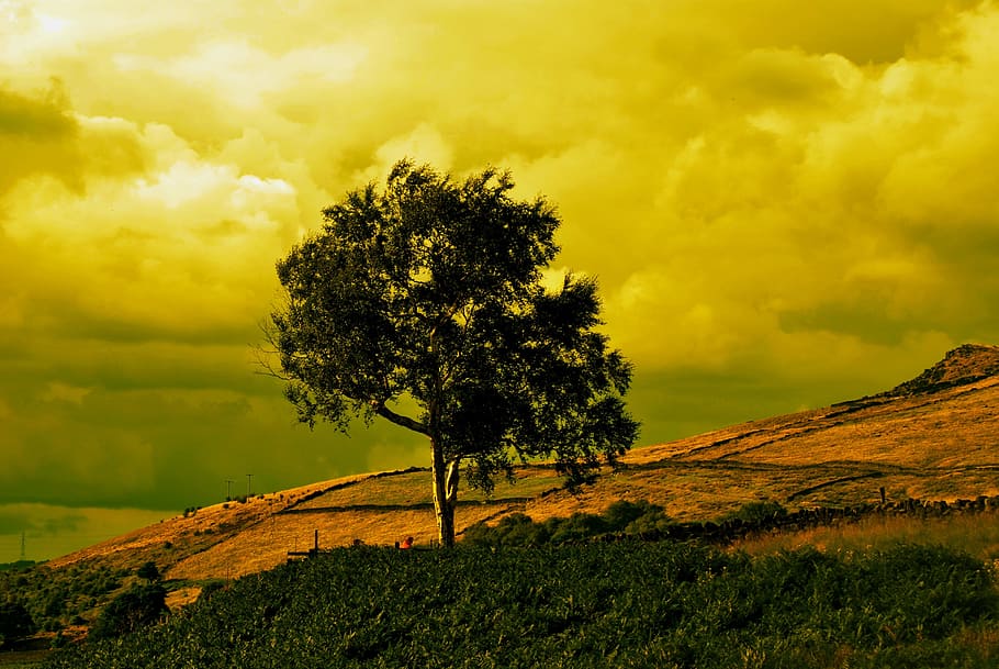 tree on mountain slope under cloudy sky, trees, evenings, golden