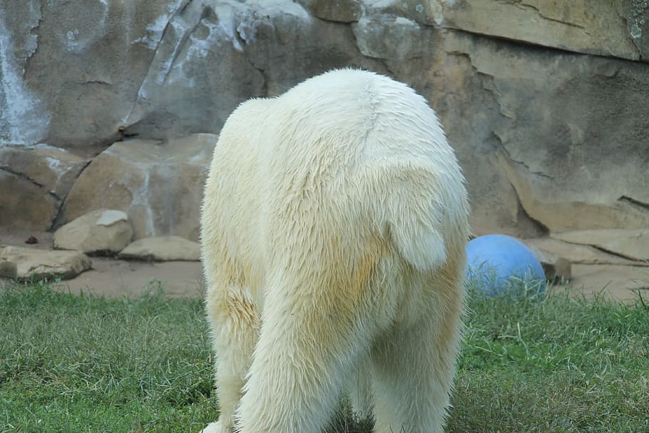 bear, back end, zoo, tail, polar bear, white, fluffy, big, healthy HD wallpaper