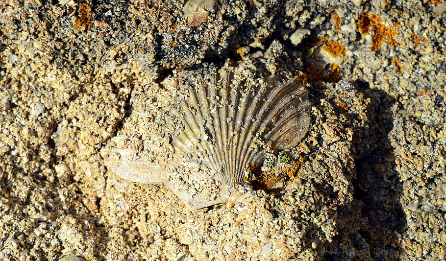shell, scallop, sand, sand stone, memory, petrified, coast HD wallpaper
