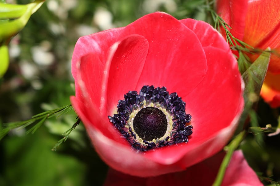 HD wallpaper: anemone, flower, frühlingsanemone, bloom, signs of spring ...