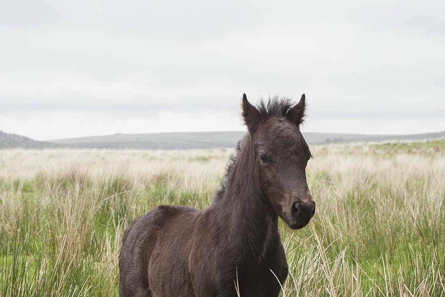 brown horse on green leaf grasses, dartmoor, pony, devon, wild HD wallpaper