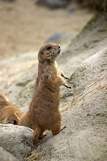 gophers, chip munk, animal themes, animal wildlife, mammal HD wallpaper
