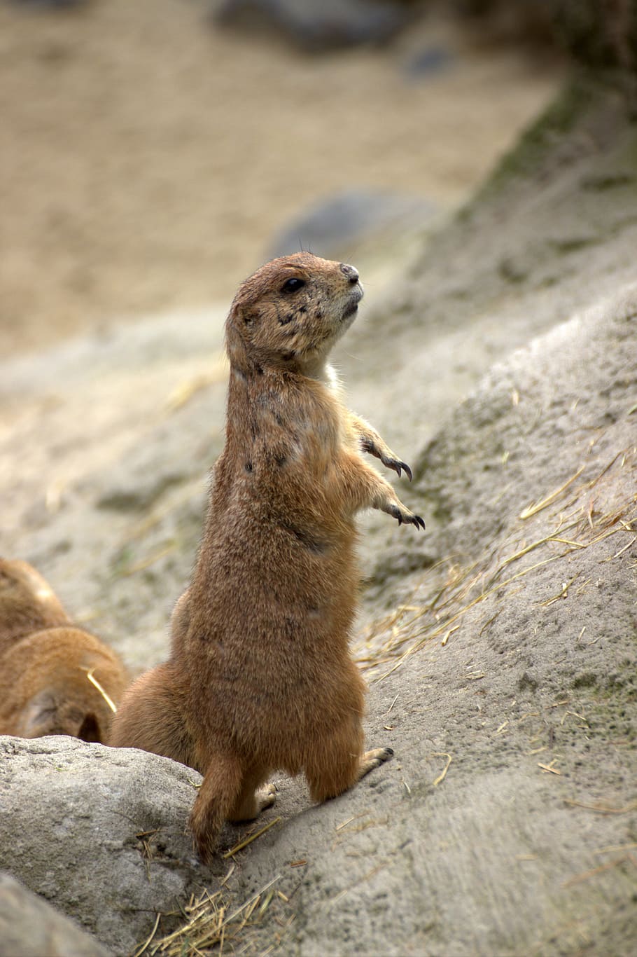 gophers, chip munk, animal themes, animal wildlife, mammal HD wallpaper