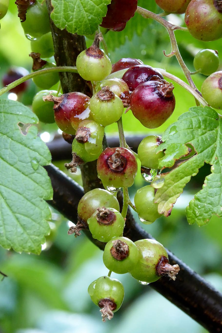 currant, fruit, soft fruit, fruits, berry, sour, bush, summer fruit HD wallpaper