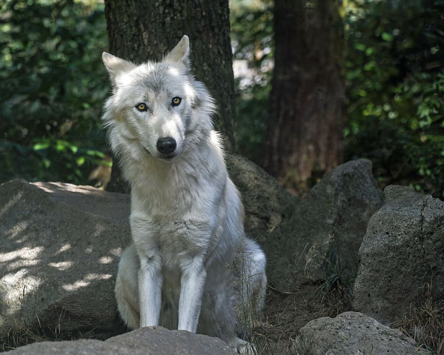 wolf sitting on top of rocks under a tree, predator, wild animal HD wallpaper