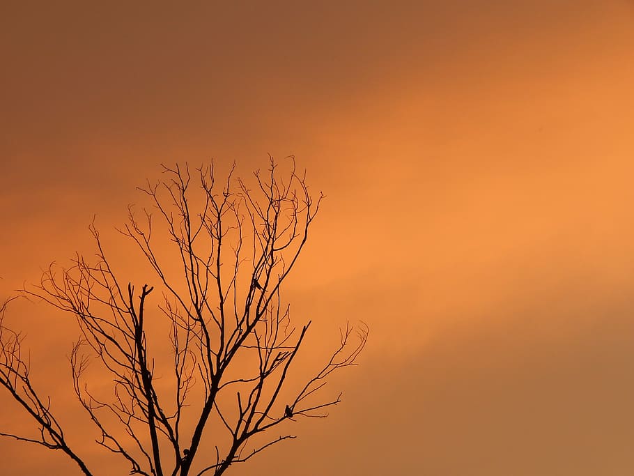 sunset, death tree, birds on tree, sky, beauty in nature, scenics - nature HD wallpaper