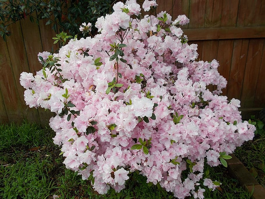 azalea, plants, nature, spring, flowers, wood, spring flowers HD wallpaper