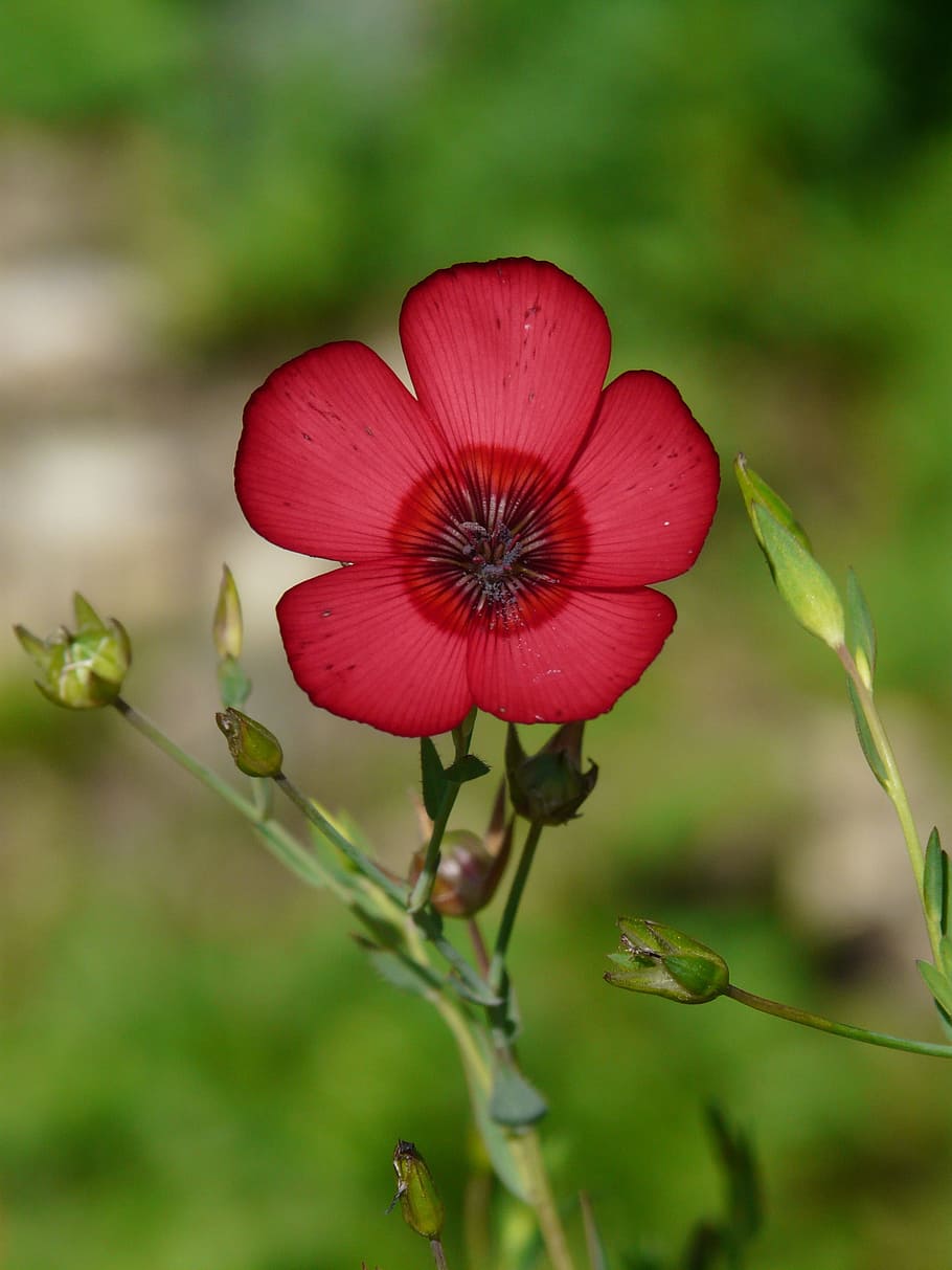 Blossom, Bloom, Flower, red lein, translucent, light red, pink HD wallpaper
