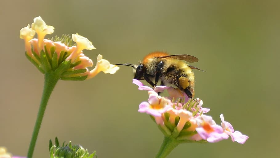 Bumblebee, Flower, Spring, Nature, garden, insect, one animal HD wallpaper