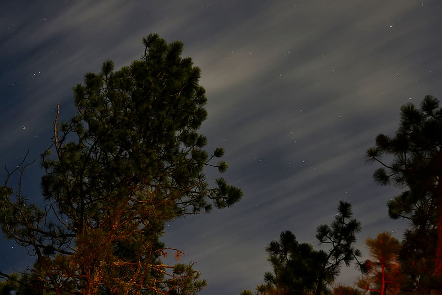 green trees photography during night time, green leaf trees under white cloudy sky during daytime HD wallpaper