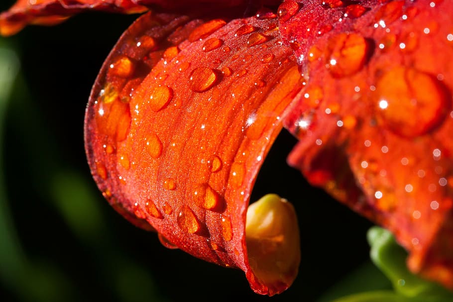 macro photography of water dew drops on red petaled flower, daylily, HD wallpaper