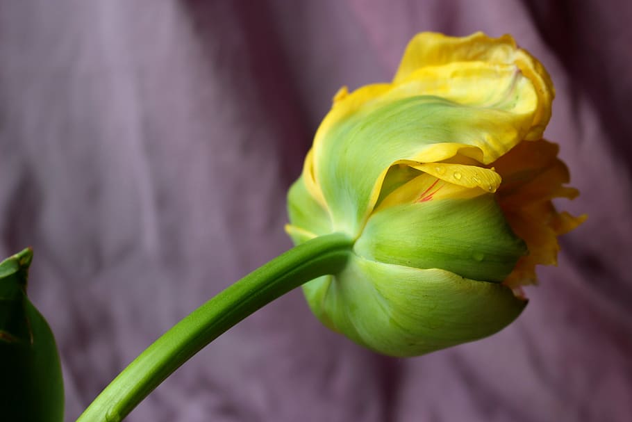 tulip, yellow, spring, flower, beauty in nature, flowering plant HD wallpaper