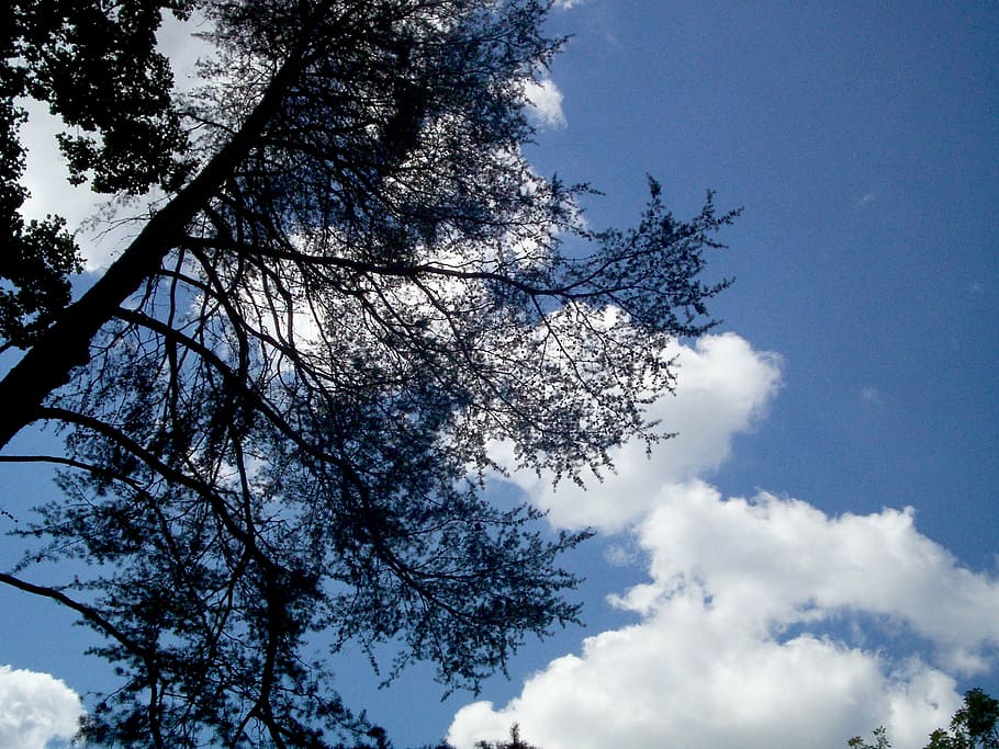 tree, cloud, scenic, nature, sky, blue, outdoors, plant, low angle view HD wallpaper