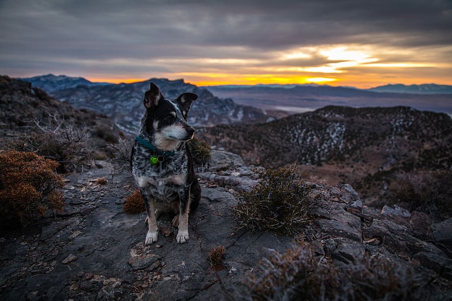adult black and tan dog, adult black and brown Australian cattle dog sitting on mountain cliff during sunseet
