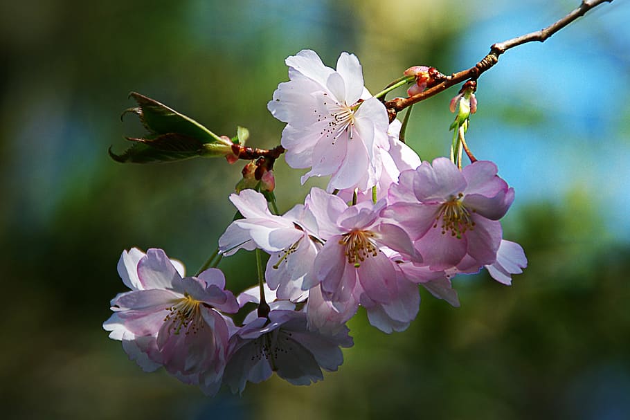 macro photography of pink petaled flowers, spring flower, tree HD wallpaper