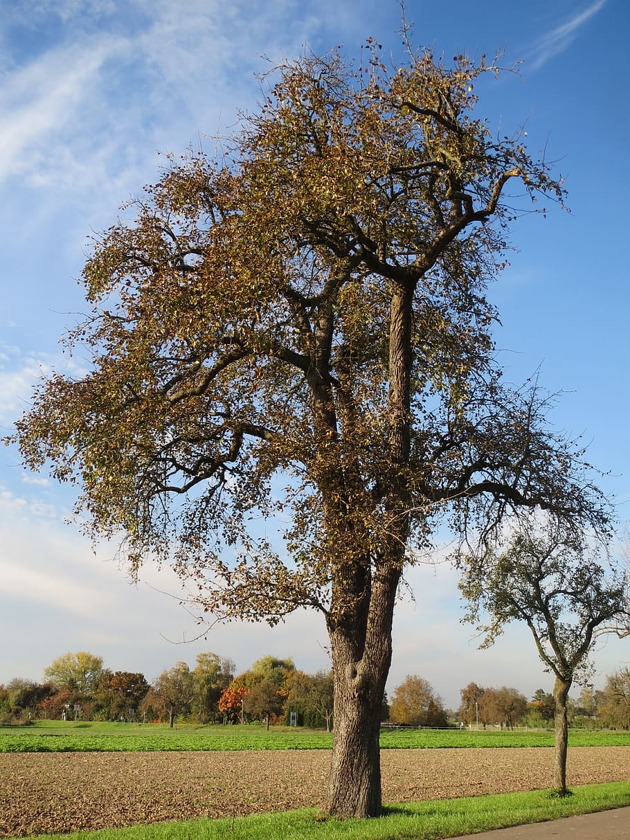 pear tree, flora, fruit, botany, nature, plant, field, sky HD wallpaper