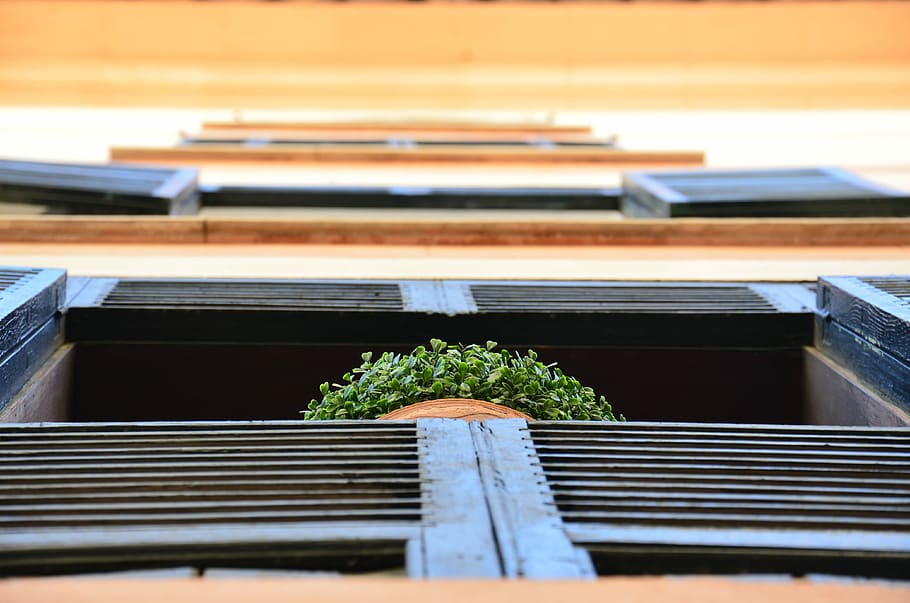 green leaf plant on window at daytime, green plant on green pot above window HD wallpaper