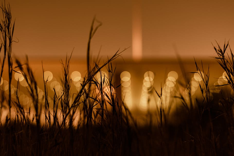 silhouette of grass with yellow bokeh lights, boke lights photography of stage HD wallpaper
