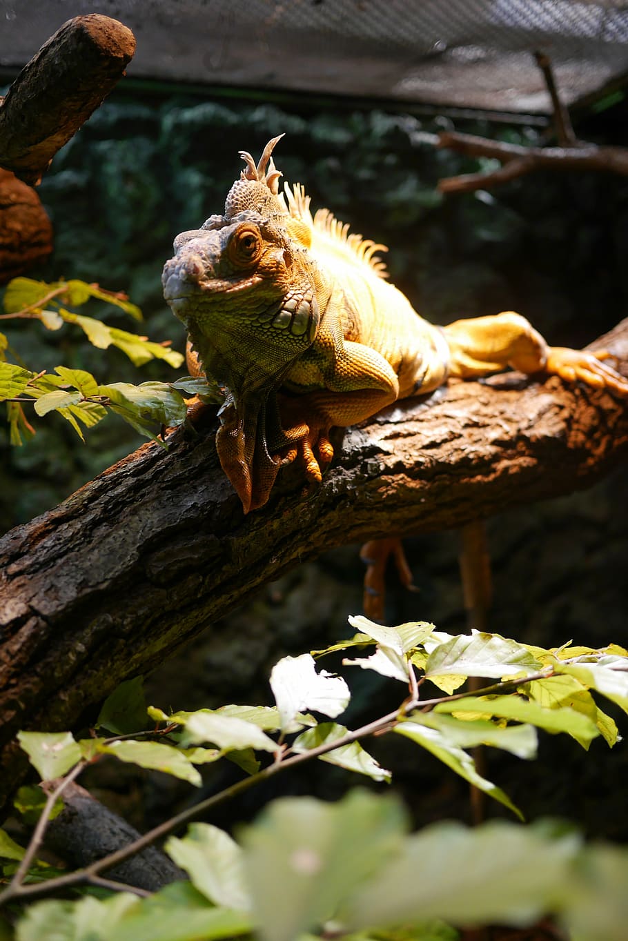 zoo, gad, the lizard, animal, animal themes, one animal, animal wildlife HD wallpaper