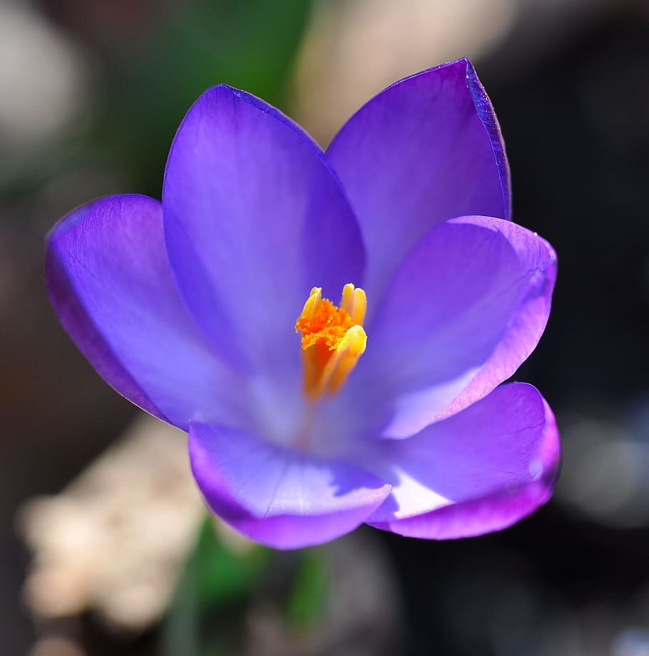 crocus, flower, blossom, bloom, plant, spring flower, purple HD wallpaper