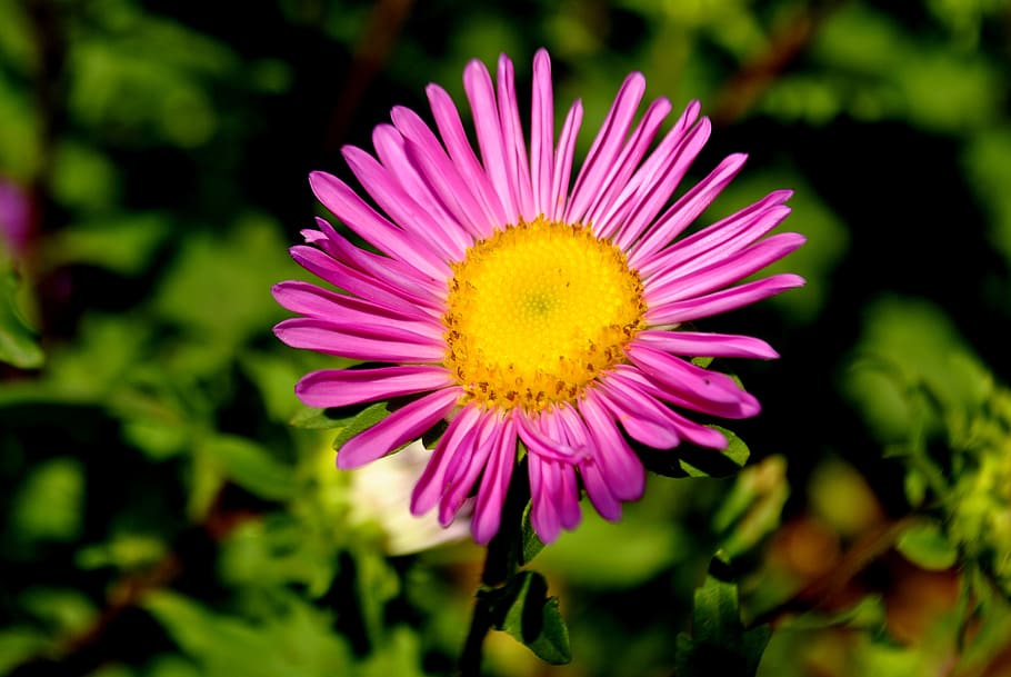 flower, pink, blossom, nature, plant, summer, petal, yellow HD wallpaper