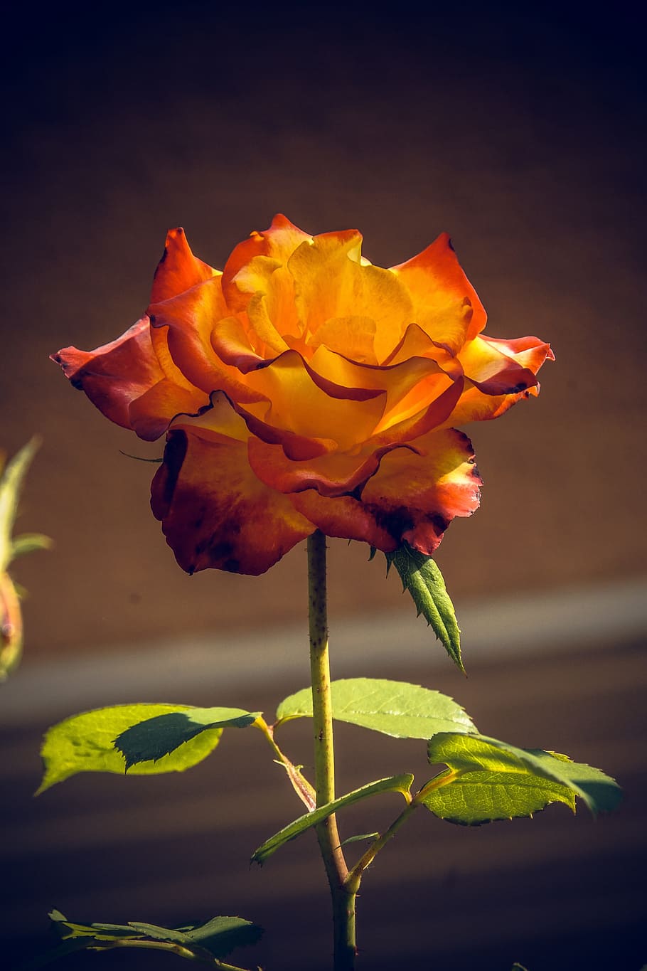rose, blossom, bloom, close, rosaceae, velvet, flower stalk HD wallpaper