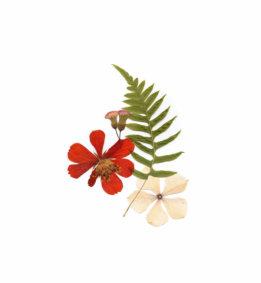 green fern, white flower, and red flower on white surface, two red and gray petaled flowers