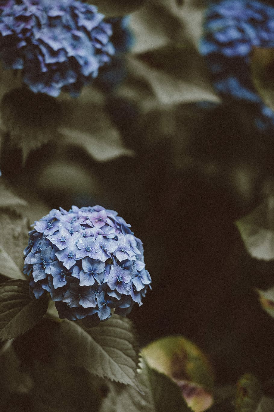 shallow focus photography of purple flowers, hydrangea, blue HD wallpaper
