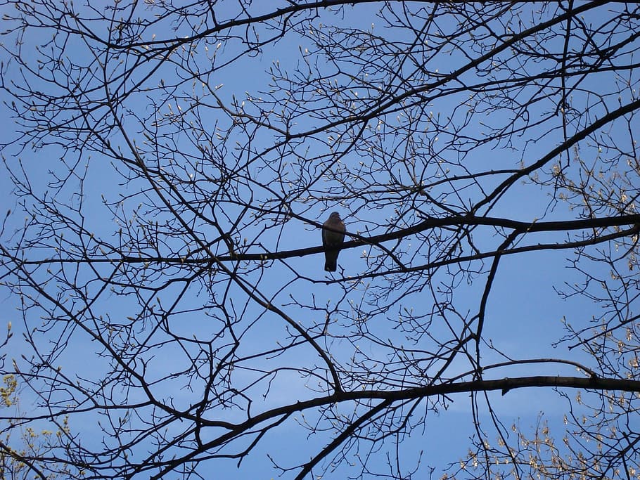 bird, tree, sky, park, popular, lublin, nature, canopy, branch HD wallpaper