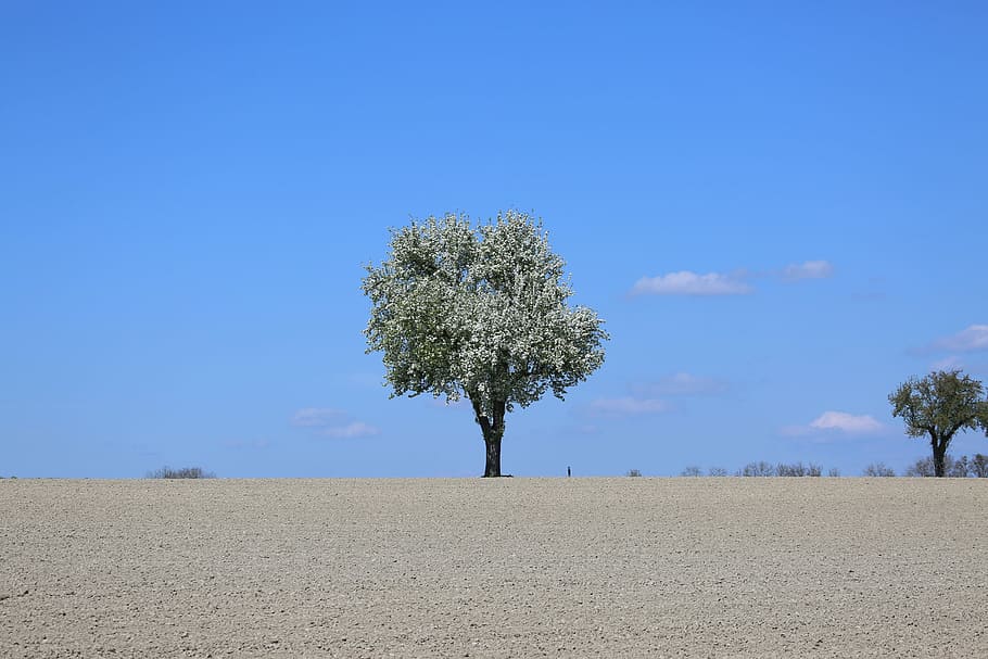 nature, tree, landscape, sky, alone, plant, sun, season, field HD wallpaper