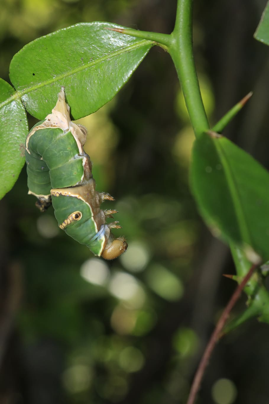 deep, bug, nature, wild, leaf, plant part, green color, growth HD wallpaper